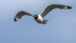 Meeuw Prints: Franklin's Gull, Franklins Meeuw, Leucophaeus pipixcan