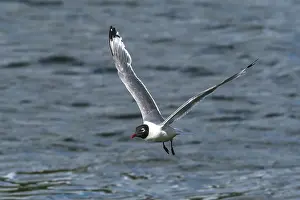 Meeuw Prints: Franklin's Gull, Franklins Meeuw, Leucophaeus pipixcan