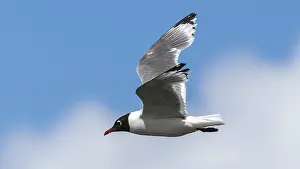 Meeuw Prints: Franklin's Gull, Franklins Meeuw, Leucophaeus pipixcan