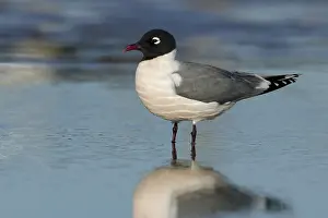 2017 Prints: Franklin's Gull, Leucophaeus pipixcan