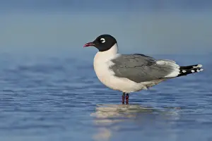 2017 Prints: Franklin's Gull, Leucophaeus pipixcan
