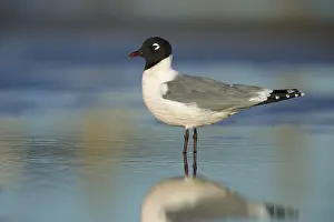 2017 Prints: Franklin's Gull, Leucophaeus pipixcan