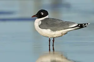 2017 Prints: Franklin's Gull, Leucophaeus pipixcan