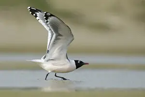 Images Dated 28th April 2016: Franklins Meeuw, Franklin's Gull, Leucophaeus pipixcan