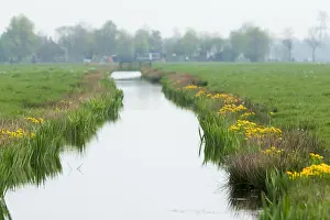 Canal Prints: Freshwater canal in a Dutch meadow