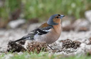 Corsica Prints: Fringilla coelebs