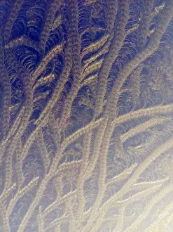 Images Dated 6th January 2022: Frost on window