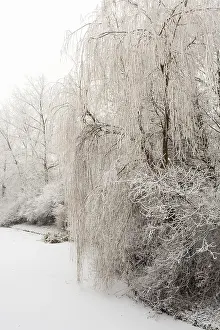 Images Dated 21st December 2007: Frosty trees at Katwijk