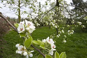 Betuwe Prints: Fruitbomen; Orchards