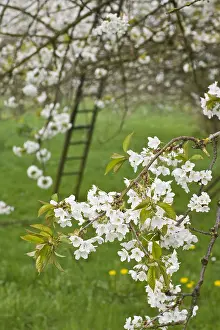 Betuwe Prints: Fruitbomen; Orchards