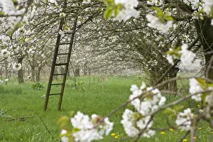 Betuwe Prints: Fruitbomen; Orchards