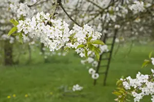 Blossom Prints: Fruitbomen; Orchards