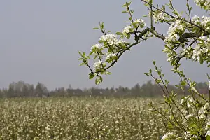 Blossom Prints: Fruitbomen; Orchards