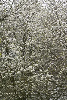 Blossom Prints: Fruitbomen; Orchards