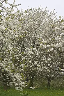 Blossom Prints: Fruitbomen; Orchards