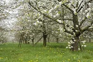 Blossom Prints: Fruitbomen; Orchards
