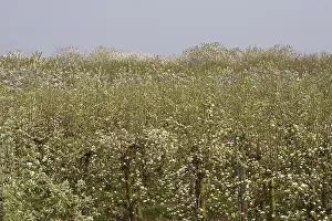 Blossom Prints: Fruitbomen; Orchards