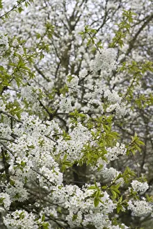 Blossom Prints: Fruitbomen; Orchards