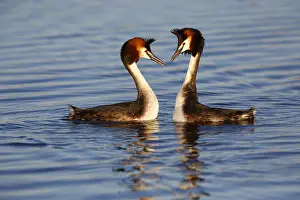 Images Dated 31st March 2020: Fuut; Great Crested Grebe;