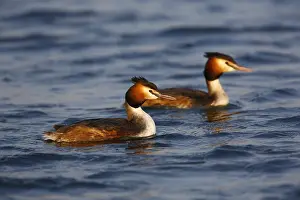 Images Dated 28th March 2020: Fuut; Great Crested Grebe;