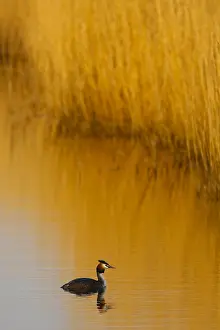 Images Dated 28th March 2020: Fuut; Great Crested Grebe;