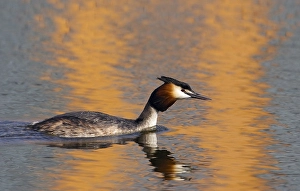 Fuut, Great Crested Grebe, Podiceps cristatus