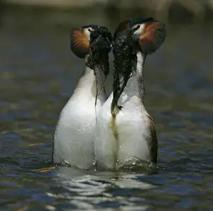 Images Dated 28th March 2009: Fuut, Great Crested Grebe, Podiceps cristatus