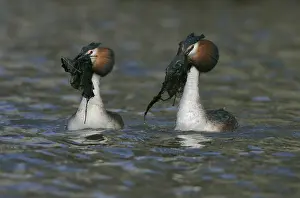 Images Dated 28th March 2009: Fuut, Great Crested Grebe, Podiceps cristatus