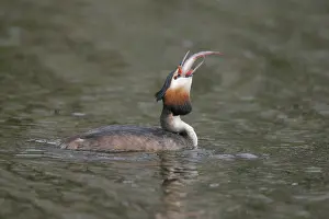 Images Dated 28th March 2009: Fuut, Great Crested Grebe, Podiceps cristatus
