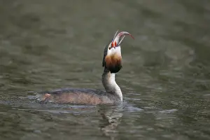 Images Dated 28th March 2009: Fuut, Great Crested Grebe, Podiceps cristatus