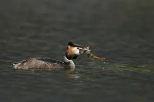 Images Dated 28th March 2009: Fuut, Great Crested Grebe, Podiceps cristatus