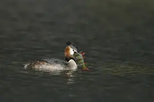 Images Dated 28th March 2009: Fuut, Great Crested Grebe, Podiceps cristatus
