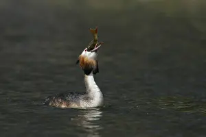Images Dated 28th March 2009: Fuut, Great Crested Grebe, Podiceps cristatus