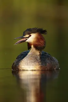 Wetland Prints: fuut; Great crested Grebe; Podiceps cristatus
