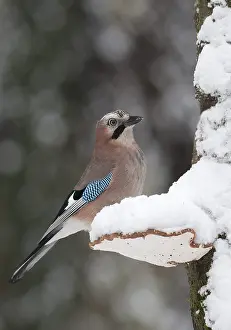 2010 Prints: Gaai, Eurasian Jay, Garrulus glandarius