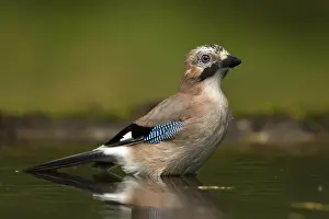 Snavel Prints: Gaai; Eurasian Jay; Garrulus glandarius