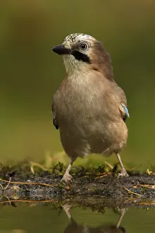 Snavel Prints: Gaai; Eurasian Jay; Garrulus glandarius