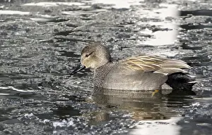 2021 Prints: Gadwall, Anas strepera