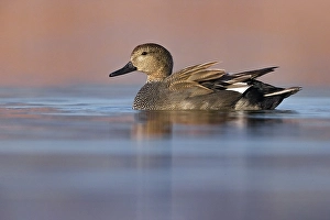Images Dated 1st March 2021: Gadwall, Mareca strepera