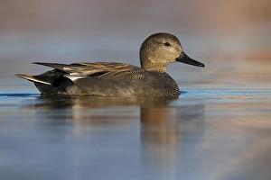 Images Dated 1st March 2021: Gadwall, Mareca strepera
