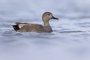 Images Dated 9th March 2021: Gadwall, Mareca strepera