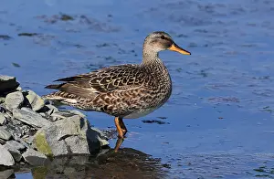 Images Dated 22nd June 2022: Gadwall Mareca strepera
