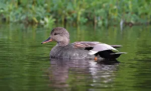 Anchorage Prints: Gadwall Mareca strepera