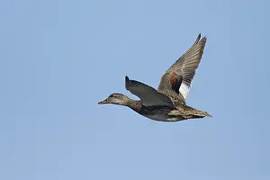 Widespread Prints: Gadwall, Mareca strepera