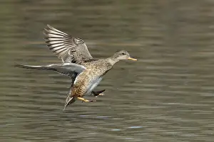 Widespread Prints: Gadwall, Mareca strepera