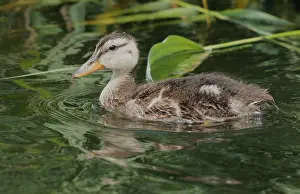 Images Dated 30th June 2023: Gadwall, Mareca strepera