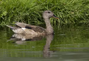 Gadwall, Mareca strepera