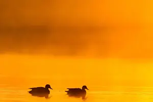 Images Dated 5th May 2020: Gadwall, Mareca strepera