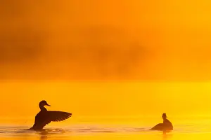 Images Dated 5th May 2020: Gadwall, Mareca strepera