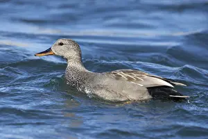 2022 Prints: Gadwall, Mareca strepera